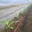 민이농장 이미지