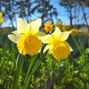 선도수선화 | 2026 전남 신안 선도 수선화축제 실시간 방문 후기! 개화 현황부터 배편, 먹거리, 입장료할인, 주차장...