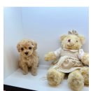 도그마루 강아지고양이 안산점 이미지