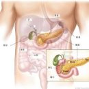 오른쪽 왼쪽 가운데 등통증 원인 췌장암? 이미지