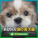 신수원성 | 11살 강아지 폐수종 증상 호흡곤란 응급 치료 후기