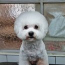 달이네 애견미용실 이미지