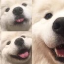 댕댕이 컷 이미지