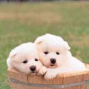 예쁜강아지 이미지