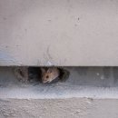 서구노인복지관(2) | 대전 유성 노인복지관 쥐퇴치 2차 집중 방역 후기｜쥐벼룩 소독 + 유입구 차단 + 정기관리 재계약 (미소...