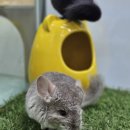 펫엔글라이더본점 이미지