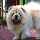 용이