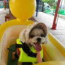 오늘도 신나개 이미지