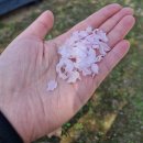 도시철도 동원역 앞 | 서울 노원구 벚꽃 명소 화랑대 철도공원 개화 현황 포토 스팟 주차