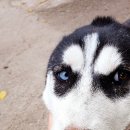 #DOG 이미지