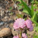 기리시마 이미지