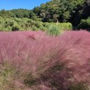 양평양떼목장 이미지