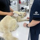 원주더봄동물의료센터 | [원주 동물병원] EP 2. 진돗개 건강검진 받으러 "원주더봄동물의료센터"