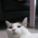 발라당냥 이미지