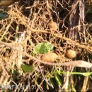 천식농장 이미지