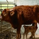 사산축산 이미지