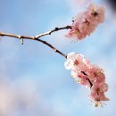 살구꽃가든 이미지