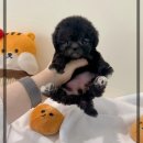 검정 | 구래동강아지분양 검정색푸들 후기