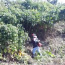 진해농장 이미지