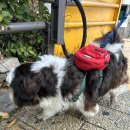 그루밍공방 이미지