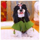 꼬마애견 이미지