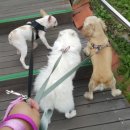 지지밍고 이미지