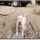 리즈퍼피 이미지