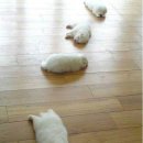 세원당구장 Daum카페