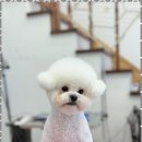 우리펫살롱 이미지