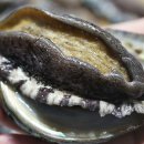 완도6호 이미지