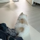 펫바이블 | 강아지 TPU매트 추천, 강아지매트셀프시공 나 왜 이제한거야