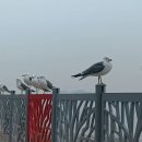 인당경로당 Daum카페