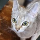 실버캐슬 캐터리 이미지