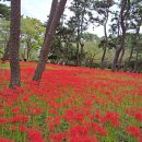 울산 출렁다리와 상사화 이미지