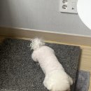 젤리댕댕이 이미지