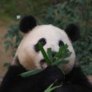 바오만두 이미지