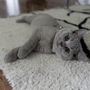 24시 에피소드 동물 메디컬 센터 이미지