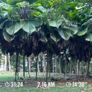 카페37.5(cafe37.5) | 운동일기 : 걷기 발레 (일상을 곁들인)