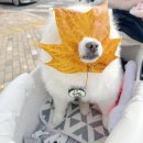 (주)넥스코 | 강아지 겨울 산책 유모차 온열매트 방석 usb