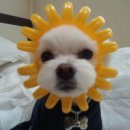 예쁜강쥐 이미지