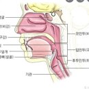 [발성-공명] 콧소리 빼는 원리 이미지