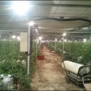 장미농장 이미지