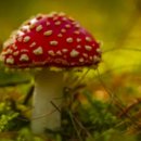 꽃주렁 나무주렁 캠핑장 이미지