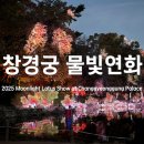 상영이네 | 창경궁 야간개장 물빛연화 상영 시간 방문 후기