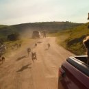 뿔난강아지 이미지