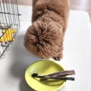 지연이네 강아지 고양이 수제간식 | 기호성 좋은 유니노스 강아지 수제 간식 연어스킨스틱 블루베리우유껌 후기