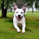 산책갈까? 이미지