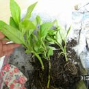 김금순농장 이미지