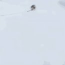 멍멍아 산책가자 이미지