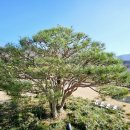 별과 소나무 이미지